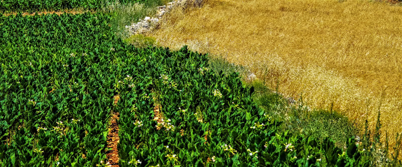 Inseticida Agrícola